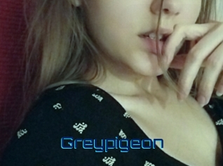 Greypigeon