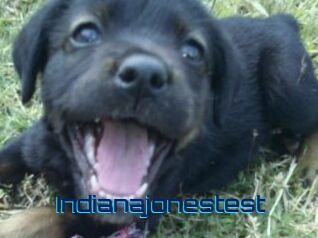Indianajonestest
